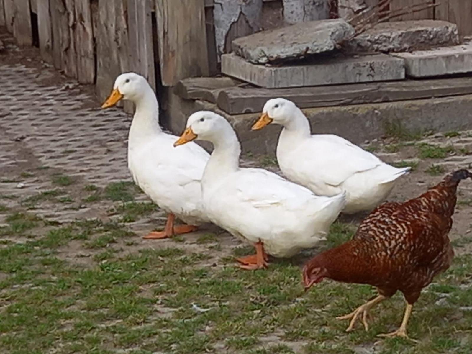 Koperkowe Rancho Beskid Wyspowy Domek Malopolskie Kamionna Kamionna  Dış mekan fotoğraf