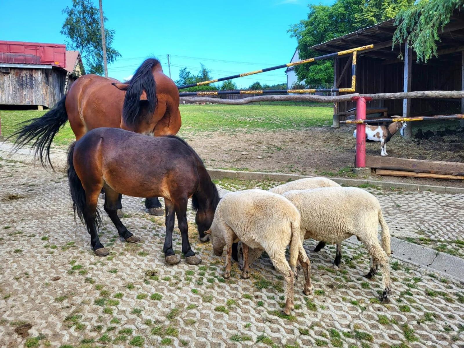 Koperkowe Rancho Beskid Wyspowy Domek Malopolskie Kamionna Kamionna  Dış mekan fotoğraf