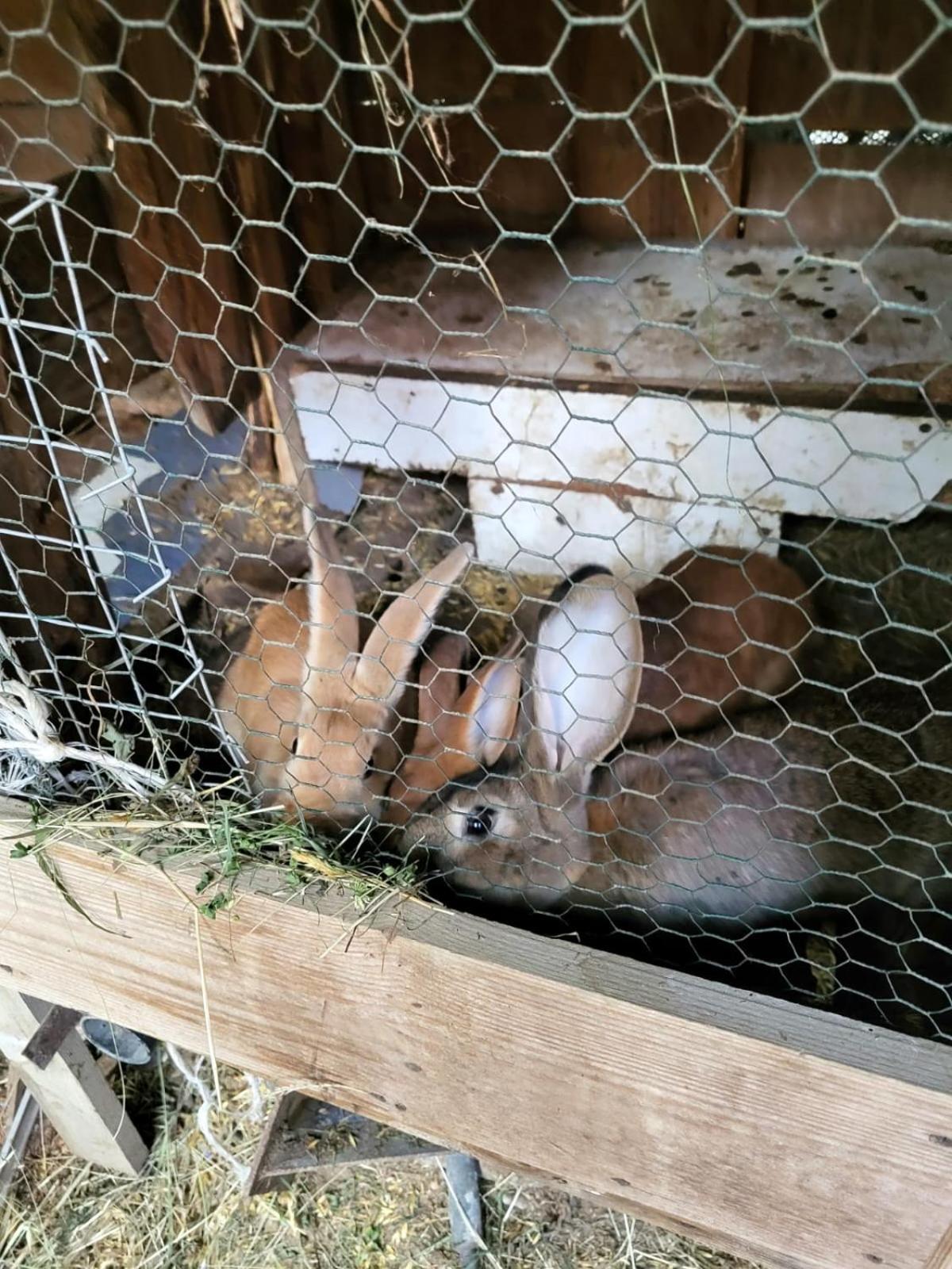 Koperkowe Rancho Beskid Wyspowy Domek Malopolskie Kamionna Kamionna  Dış mekan fotoğraf