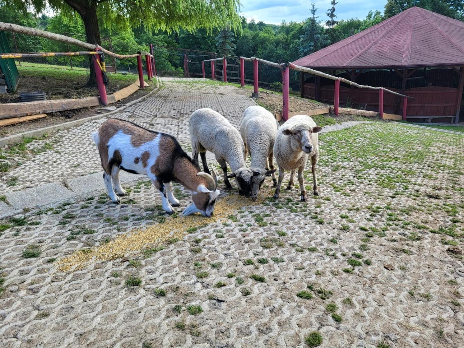 Koperkowe Rancho Beskid Wyspowy Domek Malopolskie Kamionna Kamionna  Dış mekan fotoğraf