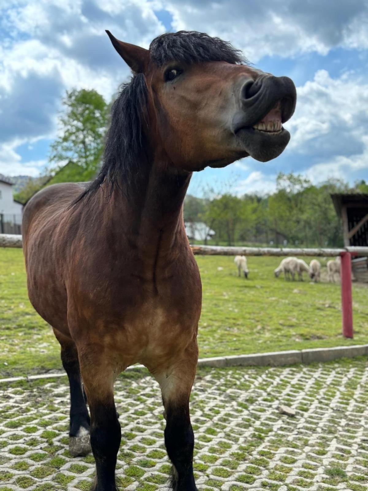 Koperkowe Rancho Beskid Wyspowy Domek Malopolskie Kamionna Kamionna  Dış mekan fotoğraf